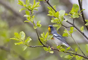 Warbler Prints: Northern Parula warbler perched on branch searching for insects in spring in Ottawa