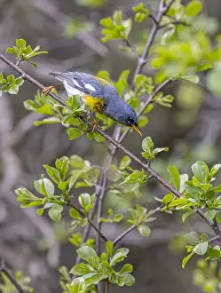 Warbler Prints: Northern Parula warbler perched on branch searching for insects in spring in Ottawa