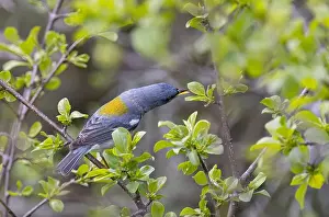 Warbler Prints: Northern Parula warbler perched on branch searching for insects in spring in Ottawa