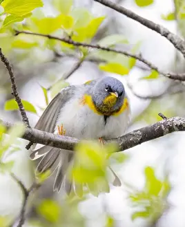 Warbler Prints: Northern Parula warbler perched on branch searching for insects in spring in Ottawa