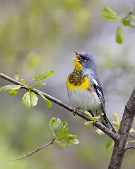 Warbler Prints: Northern Parula warbler perched on branch singing in spring in Ottawa, Canada