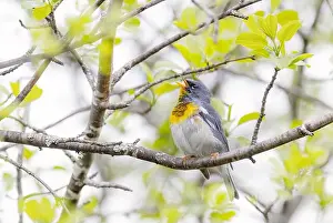 Warbler Prints: Northern Parula warbler perched on branch singing in spring in Ottawa, Canada