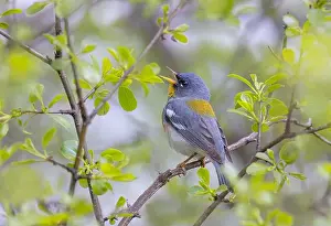 Warbler Prints: Northern Parula warbler perched on branch singing in spring in Ottawa, Canada