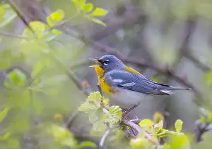 Warbler Prints: Northern Parula warbler perched on branch singing in spring in Ottawa, Canada