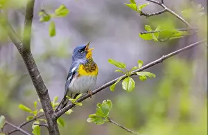 Northern Parula Prints: Northern Parula warbler perched on branch singing in spring in Ottawa, Canada
