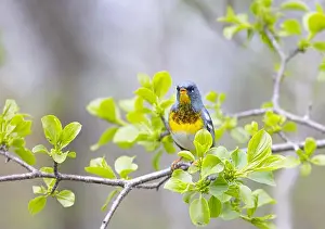 Warbler Prints: Northern Parula warbler perched on branch in spring in Ottawa, Canada
