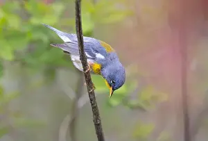 Warbler Prints: Northern Parula warbler perched on branch in spring in Ottawa, Canada