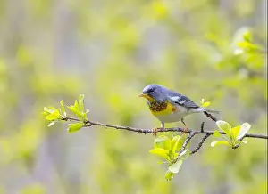 Warbler Prints: Northern Parula warbler perched on branch in spring in Ottawa, Canada