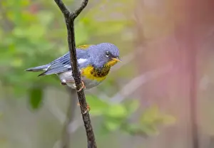 Warbler Prints: Northern Parula warbler perched on branch in spring in Ottawa, Canada