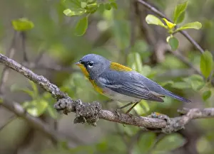 Warbler Prints: Northern Parula warbler perched on branch in spring in Ottawa, Canada