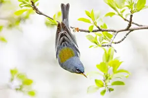 Northern Parula warbler perched upside down on branch in spring in Ottawa, Canada
