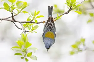 Warbler Prints: Northern Parula warbler perched upside down searching for insects on a branch in spring in Ottawa
