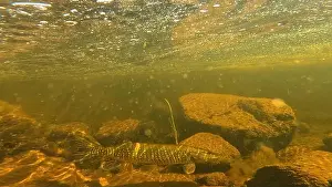 Ambush Prints: Northern pike prey for bait fish underwater in to Lainio river in August 2024 in Swedish Lapland