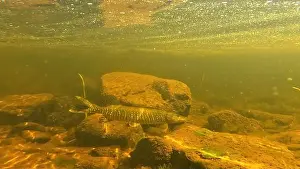Ambush Prints: Northern pike prey for bait fish underwater in to Lainio river in August 2024 in Swedish Lapland