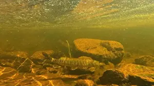 Ambush Prints: Northern pike prey for bait fish underwater in to Lainio river in August 2024 in Swedish Lapland