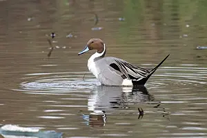 Drake Prints: Northern Pintail (Anas acuta)