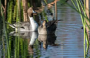 Sweetwater Prints: Northern Pintail (Anas acuta)