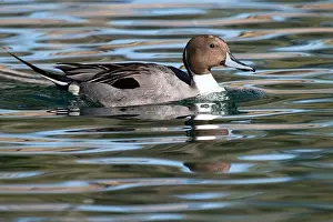 Tucson Prints: Northern Pintail (Anas acuta)