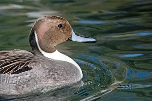 Tucson Prints: Northern Pintail (Anas acuta)