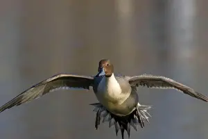 Northern Pintail Prints: Northern pintail (Anas acuta), George C Reifel Migratory Bird Sanctuary