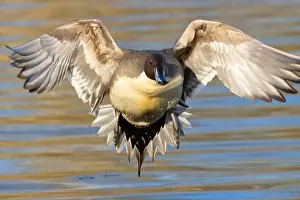Northern Pintail Prints: Northern pintail (Anas acuta), George C Reifel Migratory Bird Sanctuary