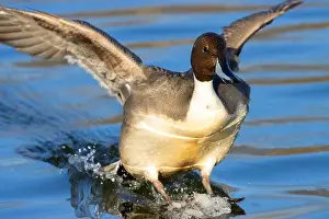 Northern Pintail Prints: Northern pintail (Anas acuta), George C Reifel Migratory Bird Sanctuary