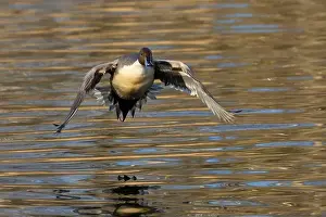 Northern Pintail Prints: Northern pintail (Anas acuta), George C Reifel Migratory Bird Sanctuary