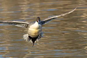 Northern Pintail Prints: Northern pintail (Anas acuta), George C Reifel Migratory Bird Sanctuary