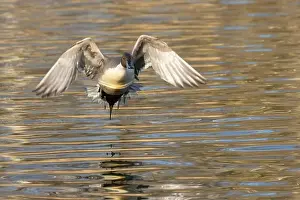 Northern Pintail Prints: Northern pintail (Anas acuta), George C Reifel Migratory Bird Sanctuary