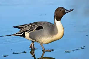 Northern Pintail Prints: Northern pintail (Anas acuta), George C Reifel Migratory Bird Sanctuary
