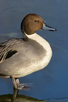 Northern Pintail Prints: Northern pintail (Anas acuta), George C Reifel Migratory Bird Sanctuary