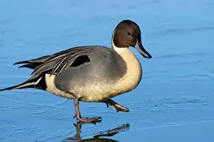 Northern Pintail Prints: Northern pintail (Anas acuta), George C Reifel Migratory Bird Sanctuary