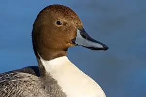 Northern Pintail Prints: Northern pintail (Anas acuta), George C Reifel Migratory Bird Sanctuary