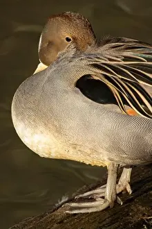 Northern Pintail Prints: Northern pintail (Anas acuta), George C Reifel Migratory Bird Sanctuary