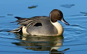 Northern Pintail Prints: Northern pintail (Anas acuta), George C Reifel Migratory Bird Sanctuary