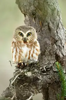Birds Of Prey Prints: Northern Saw-Whet Owl in Black Spruce Bog