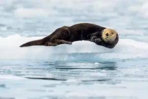 Cuddly Prints: northern sea otter in Alaska laying on small iceberg