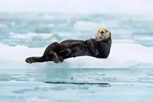 Cuddly Prints: Northern sea otter resting on iceberg in Alaska