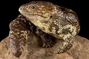 Northern shingleback skink (Tiliqua rugosa palarra)