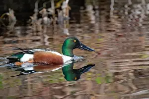Drake Prints: Northern Shoveler (Spatula clypeata)