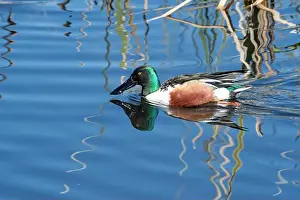 Drake Prints: Northern Shoveler (Spatula clypeata)