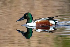 Drake Prints: Northern Shoveler (Spatula clypeata)
