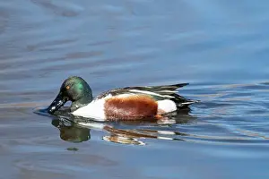 Drake Prints: Northern Shoveler (Spatula clypeata)