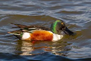 Ducks Prints: Northern shoveler (Spatula clypeata)