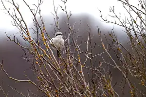 Leafless Prints: A northern shrike perched on a leafless branch. Cowichan Bay, Canada