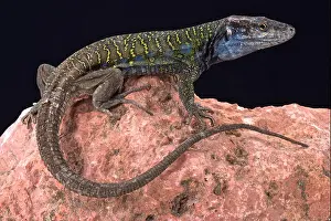 Northern Tenerife lizard ( Gallotia galloti eisentrauti)