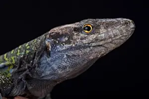 Santa Cruz Prints: Northern Tenerife lizard (Gallotia galloti eisentrauti)