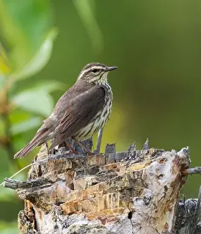 Warbler Prints: Northern Waterthrush Spring Migration in Alaska