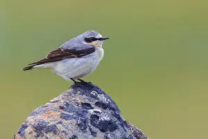 Ken Archer Prints: Northern wheatear at home in the arctic tundra habitat of the Seward Peninsula, Alaska