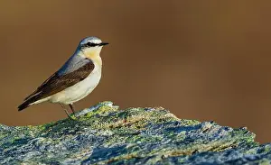 Ken Archer Prints: Northern wheatear at home in the arctic tundra habitat of the Seward Peninsula, Alaska
